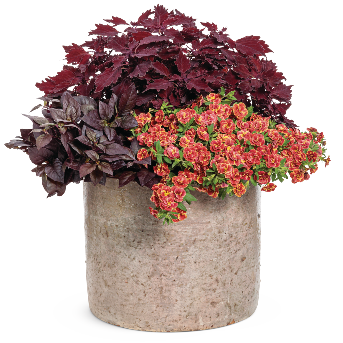 Superbells Double Redstone Calibrachoa in use.