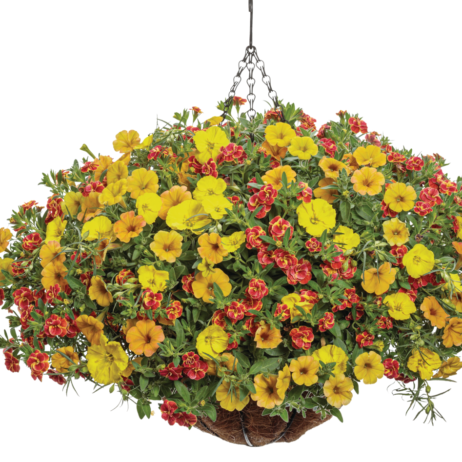 Superbells Double Redstone Calibrachoa in use.