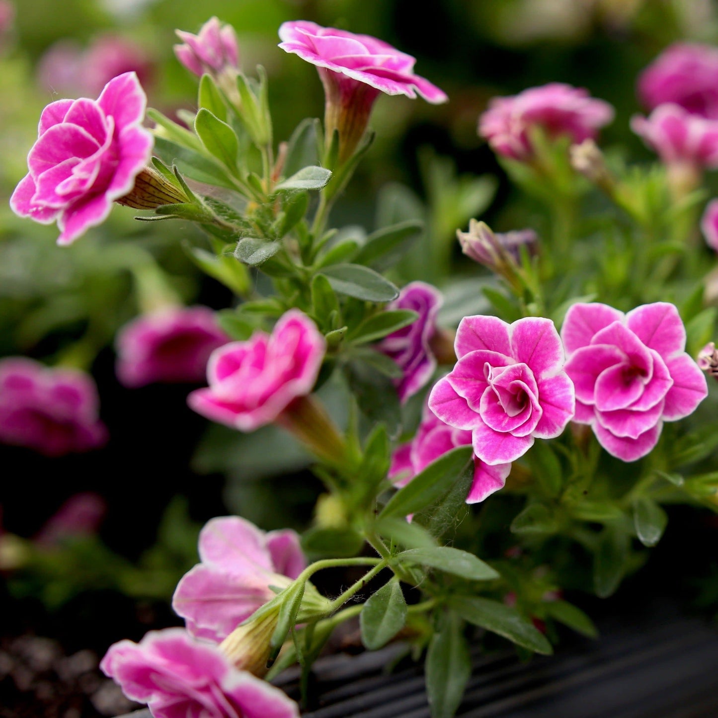 Superbells Doublette Love Swept Calibrachoa up close.