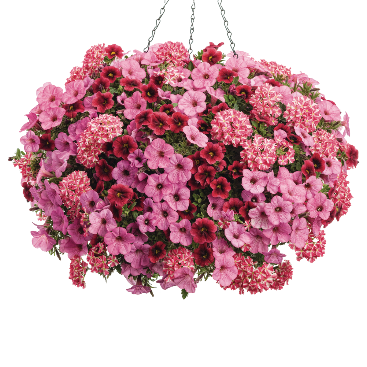 Superbena® Cherryburst Verbena in use.