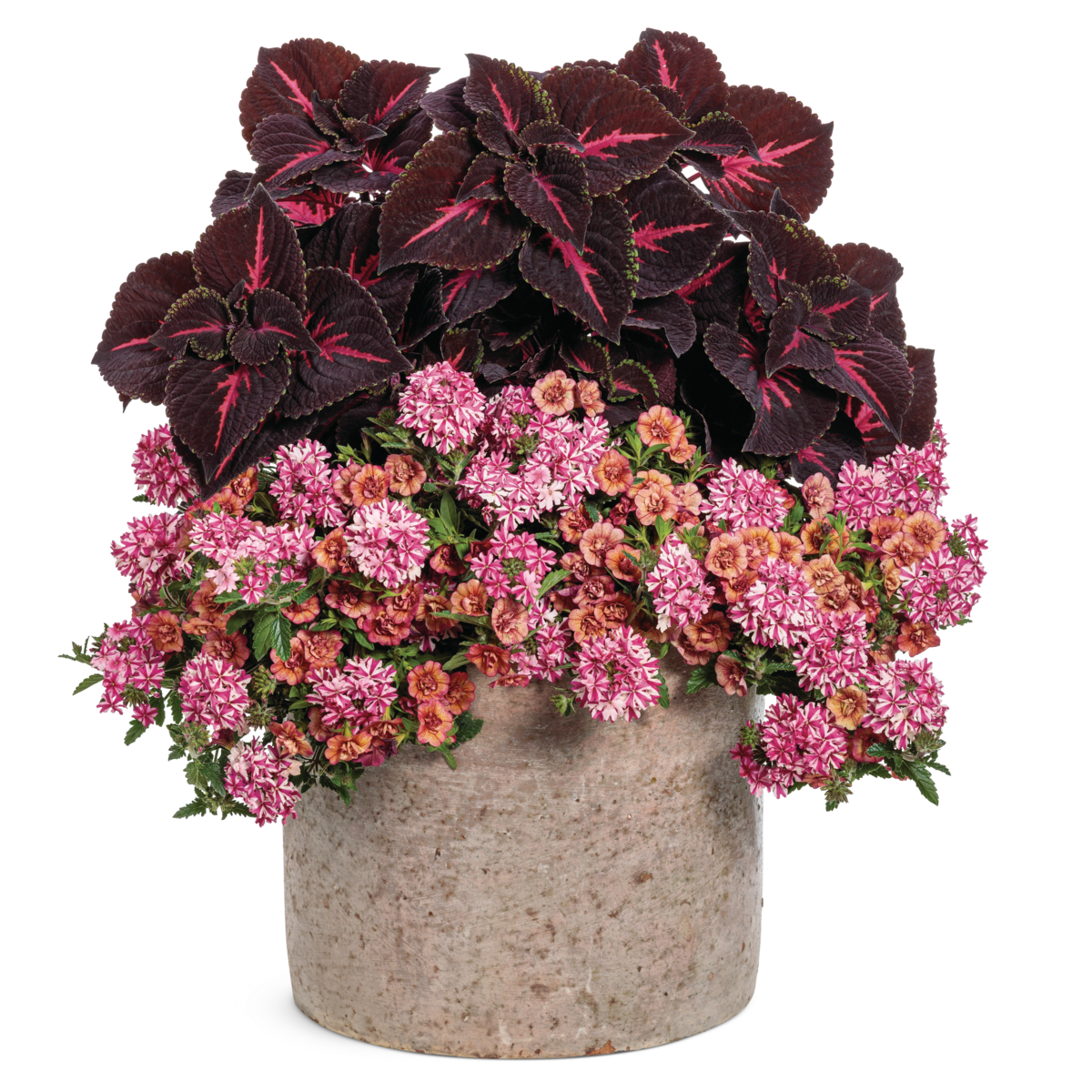 Superbena® Cherryburst Verbena in use.