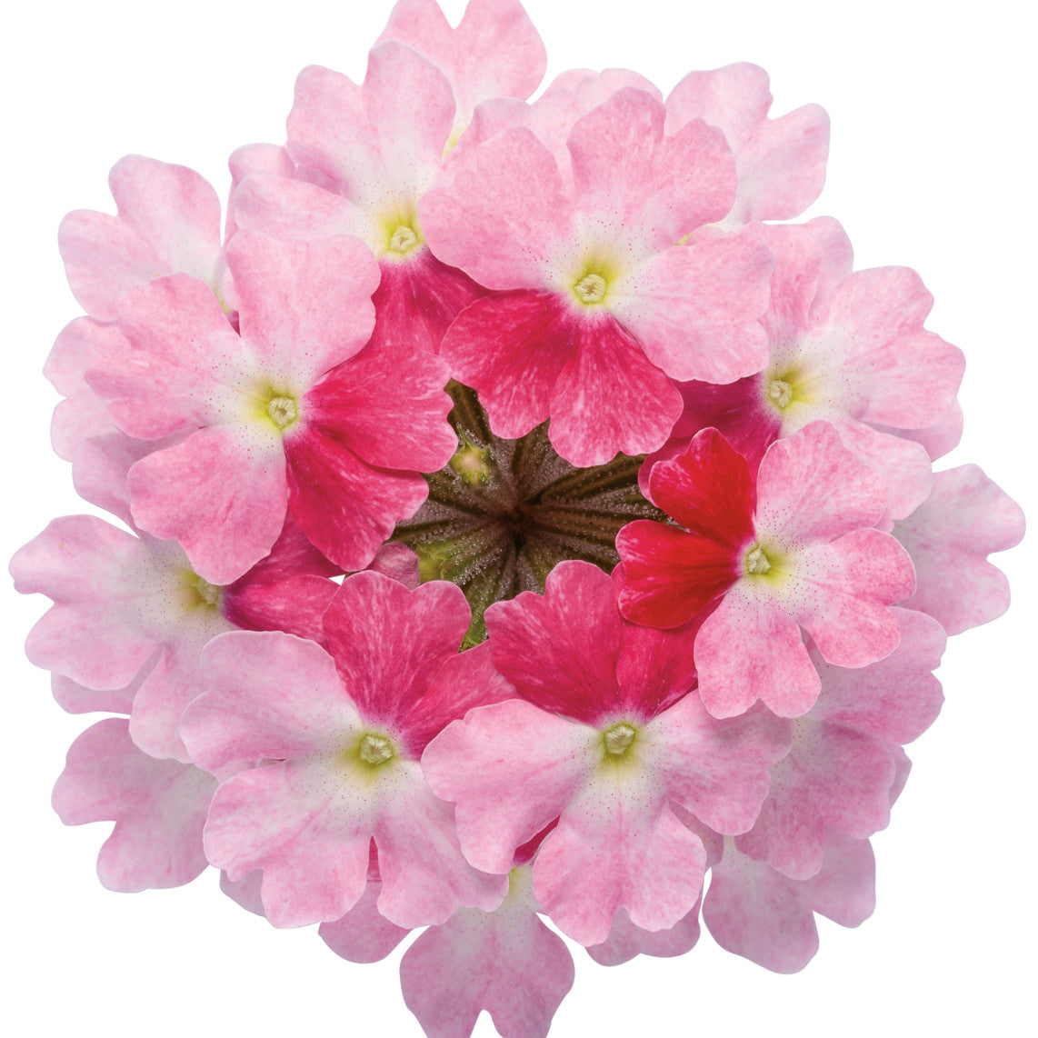 Superbena Sparkling® Rosé Verbena (Verbena hybrid)