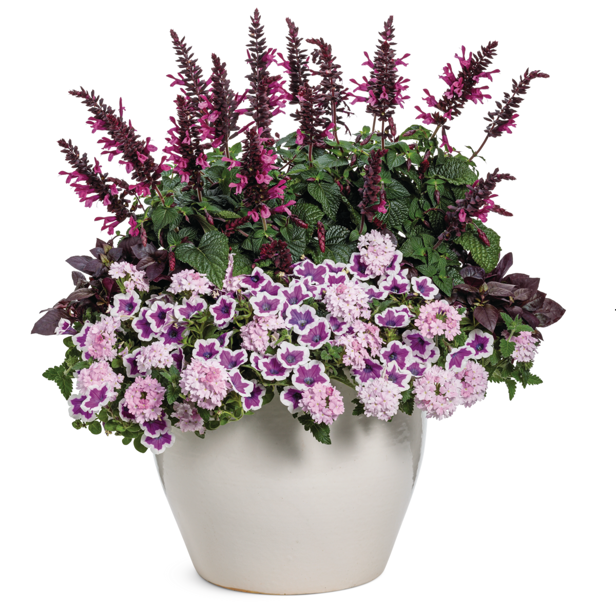 Superbena® Pink Cashmere™ Verbena in use.