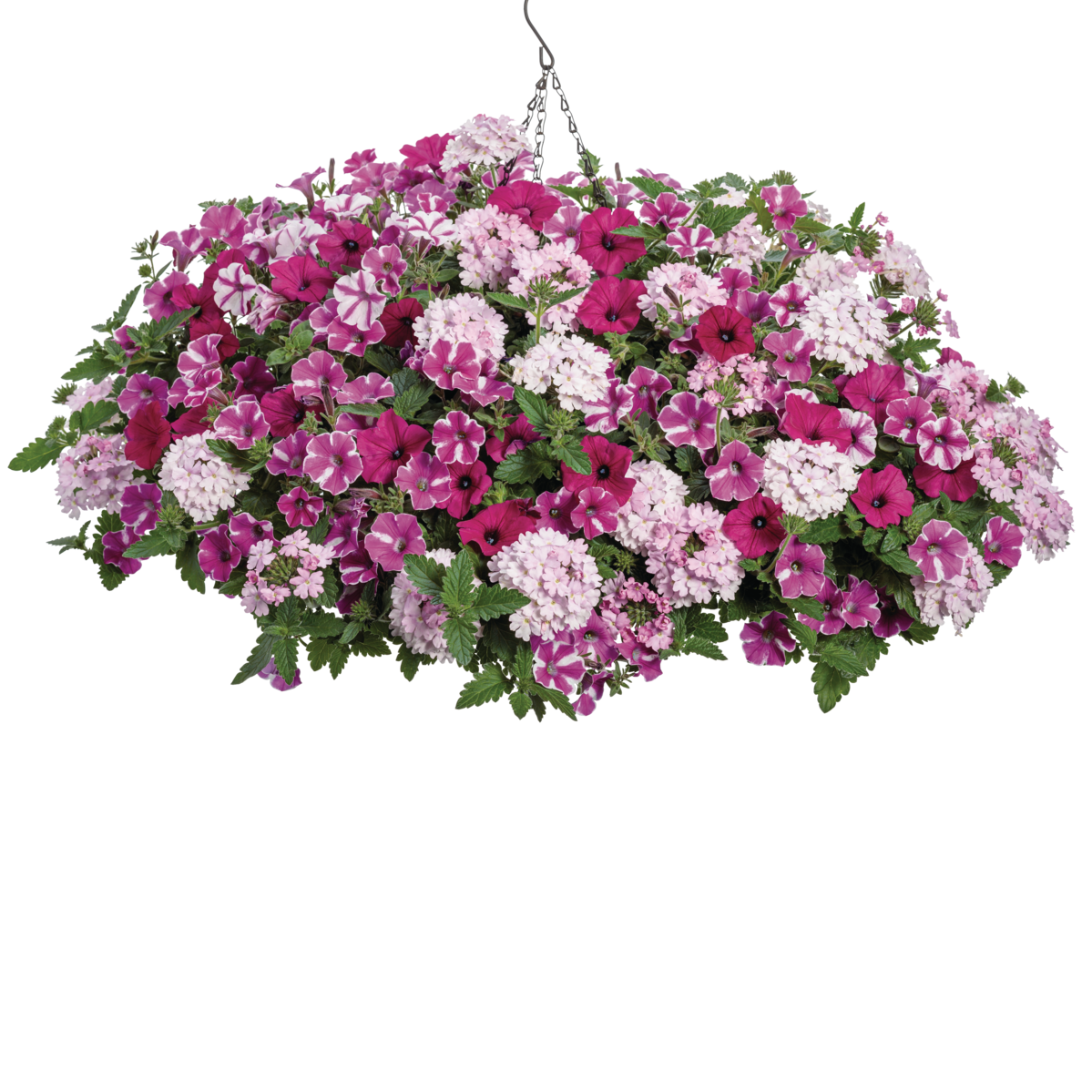 Superbena® Pink Cashmere™ Verbena in use.