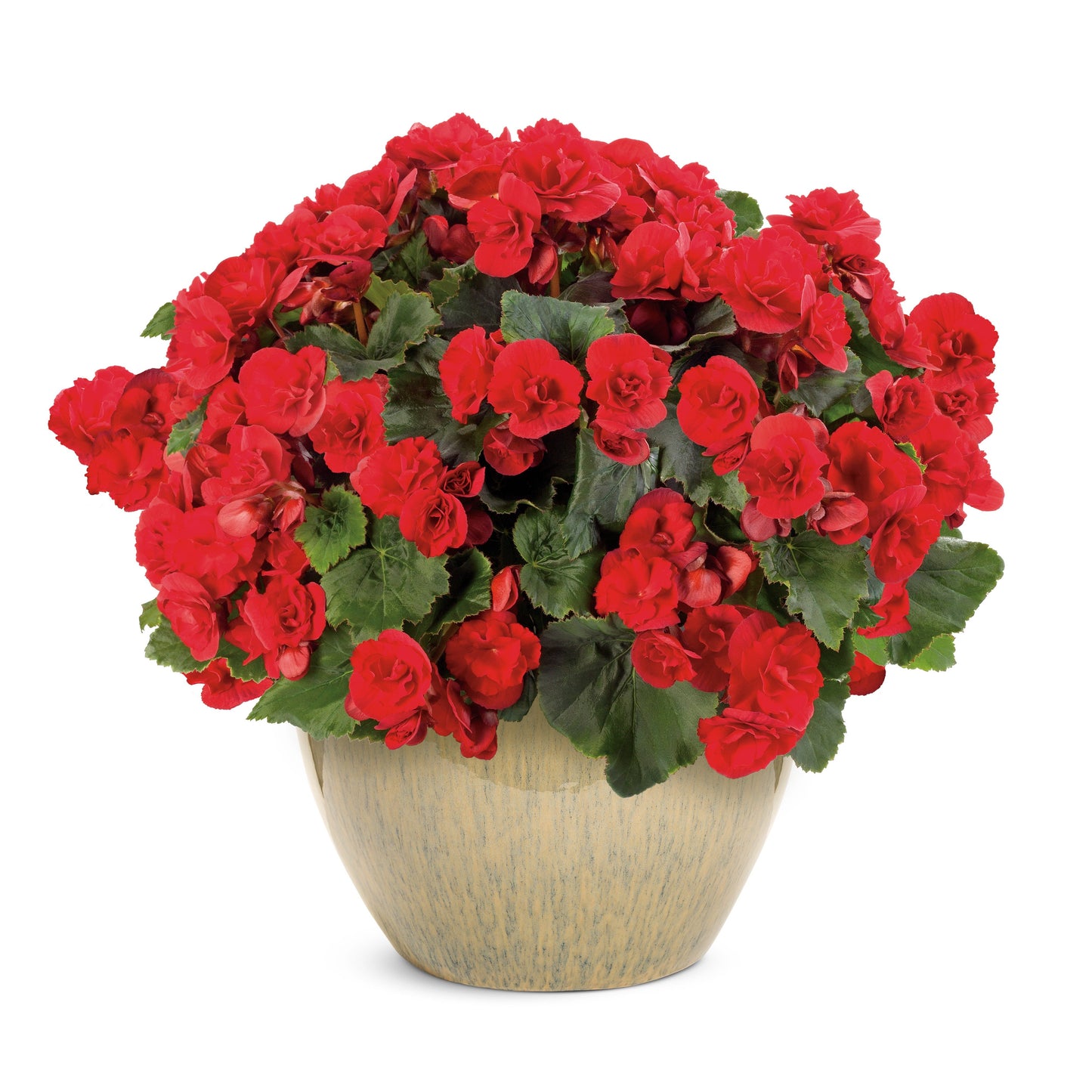 Solenia® Scarlet Rieger Begonia (Begonia x hiemalis)