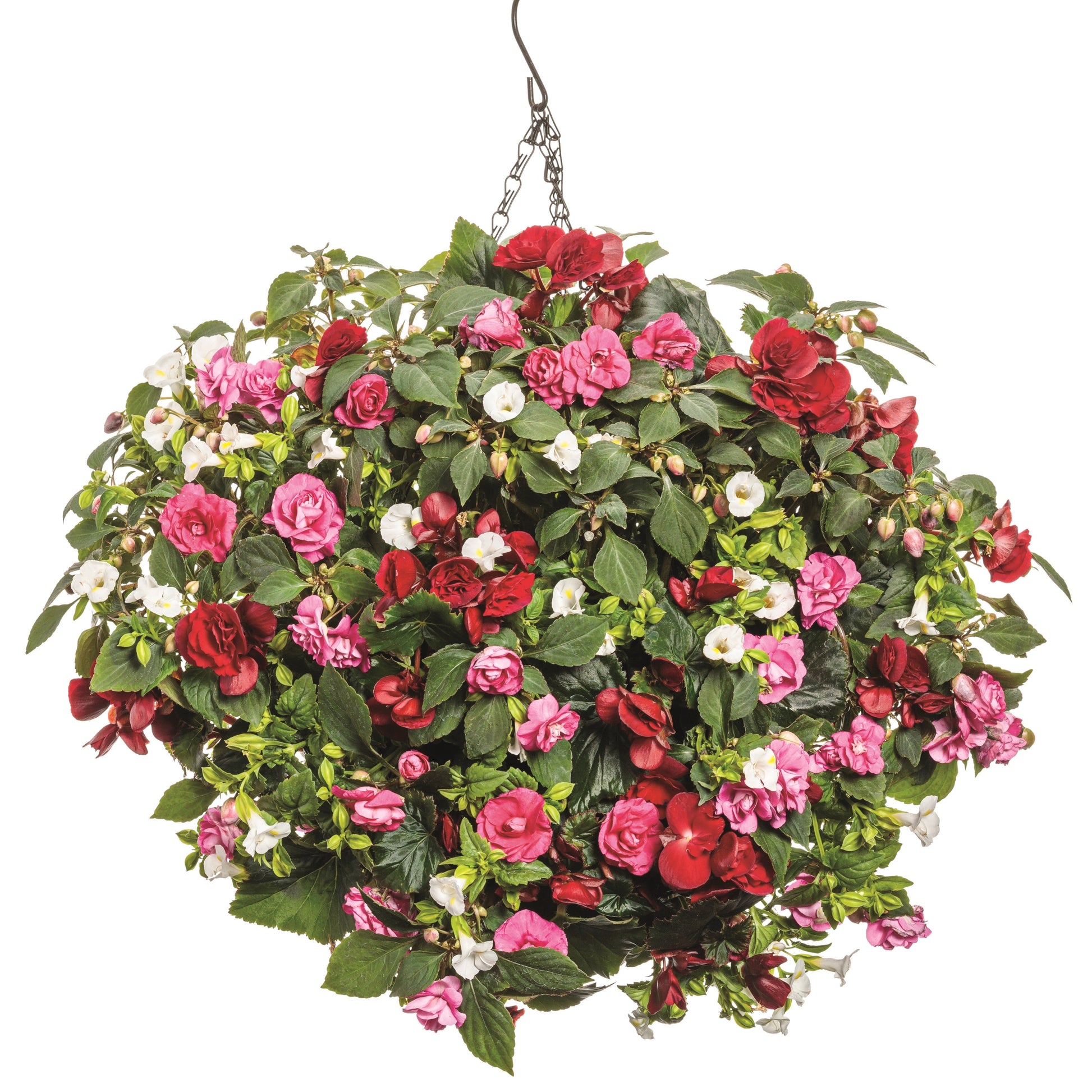 Solenia Scarlet in use.