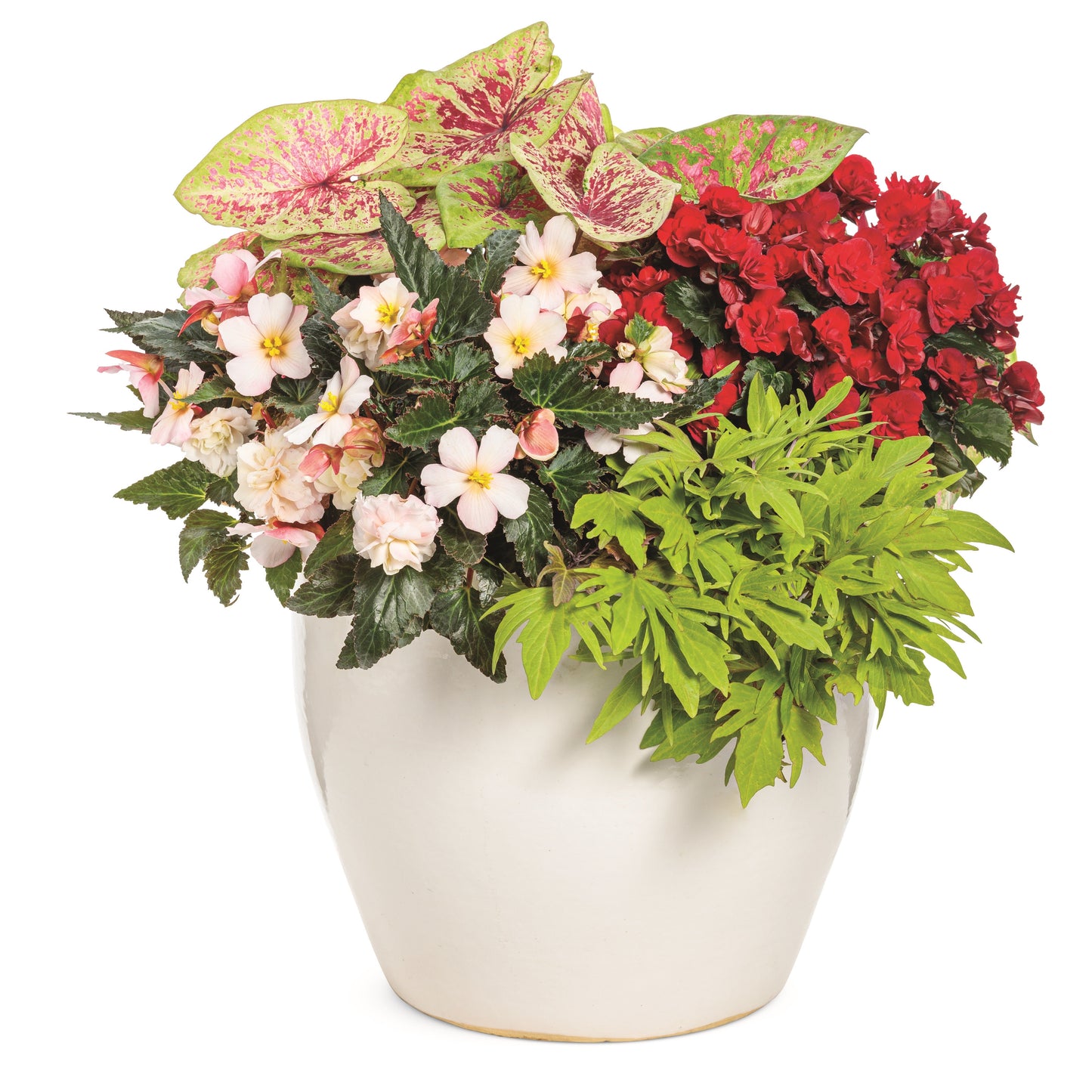Solenia Scarlet in use.