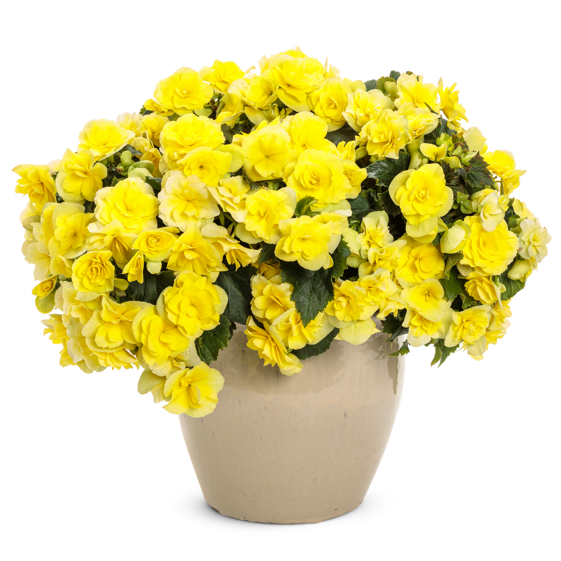 Solenia yellow in use.