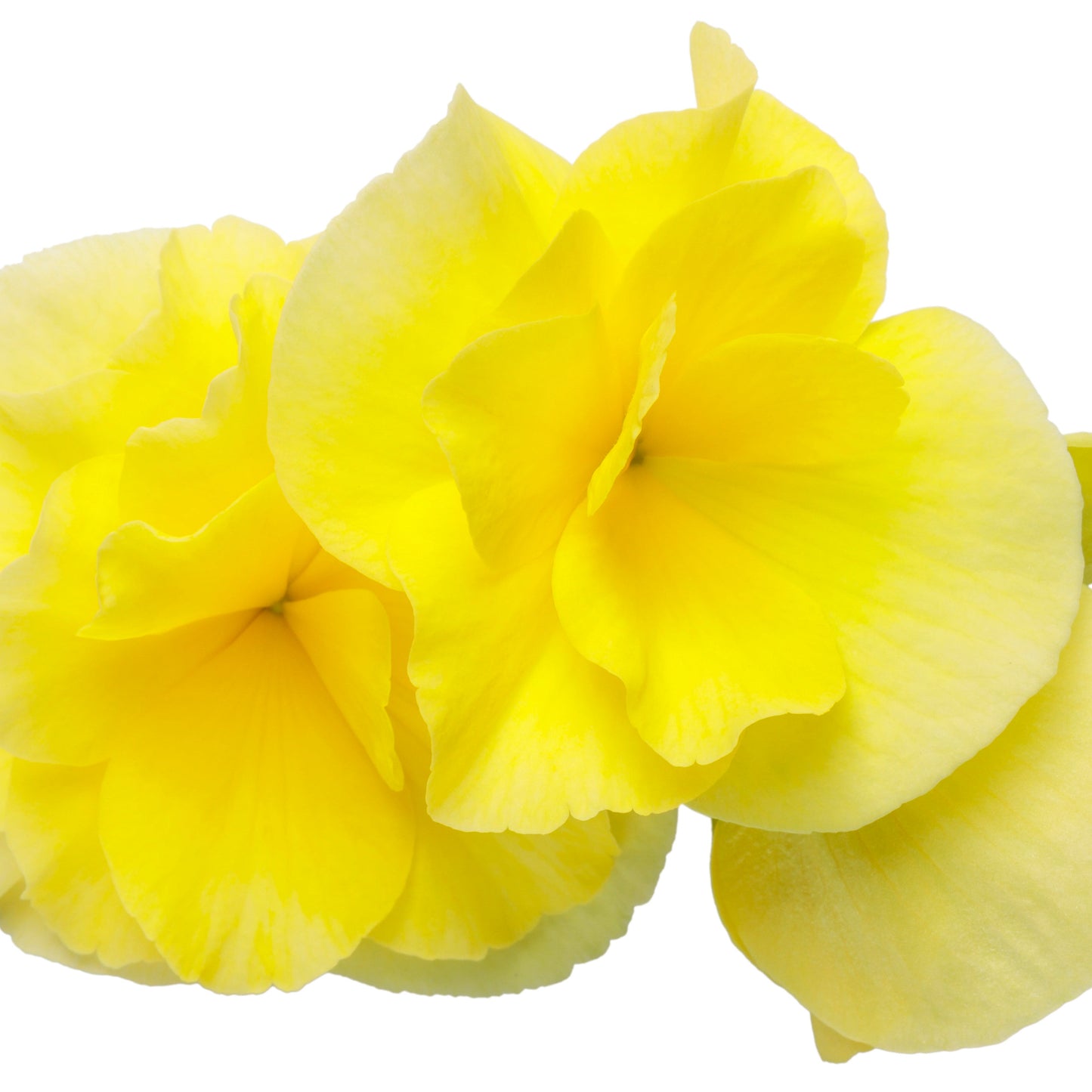 Solenia® Yellow Rieger Begonia (Begonia x hiemalis)