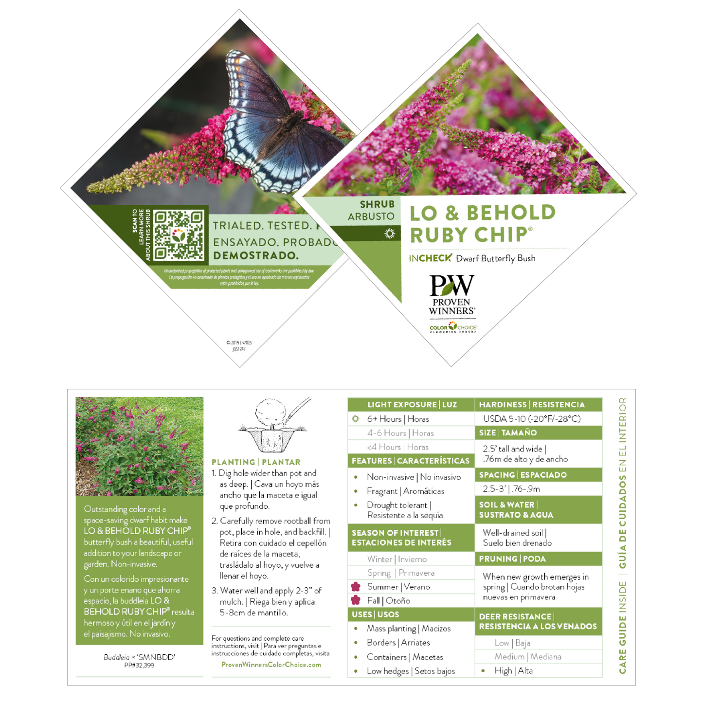 Lo & Behold® 'Ruby Chip' Butterfly Bush (Buddleia x)