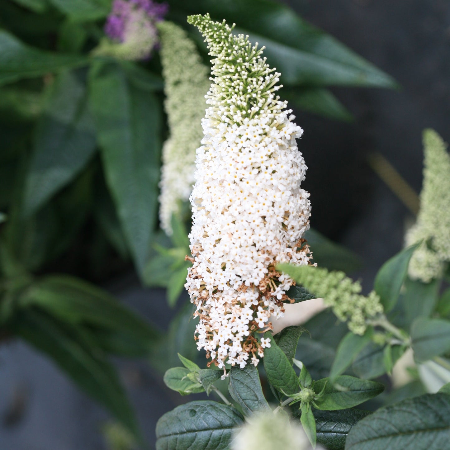 Pugster White Butterfly Bush up close.