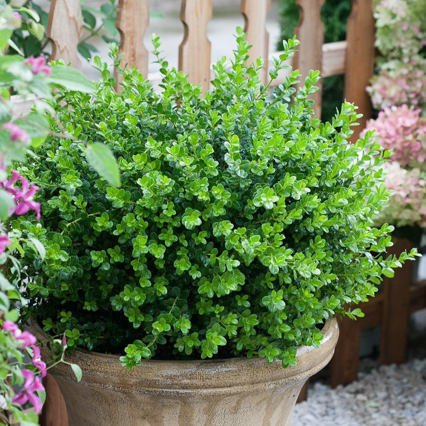 Boxwood | Sprinter® | Proven Winners® Shrubs – Proven Winners