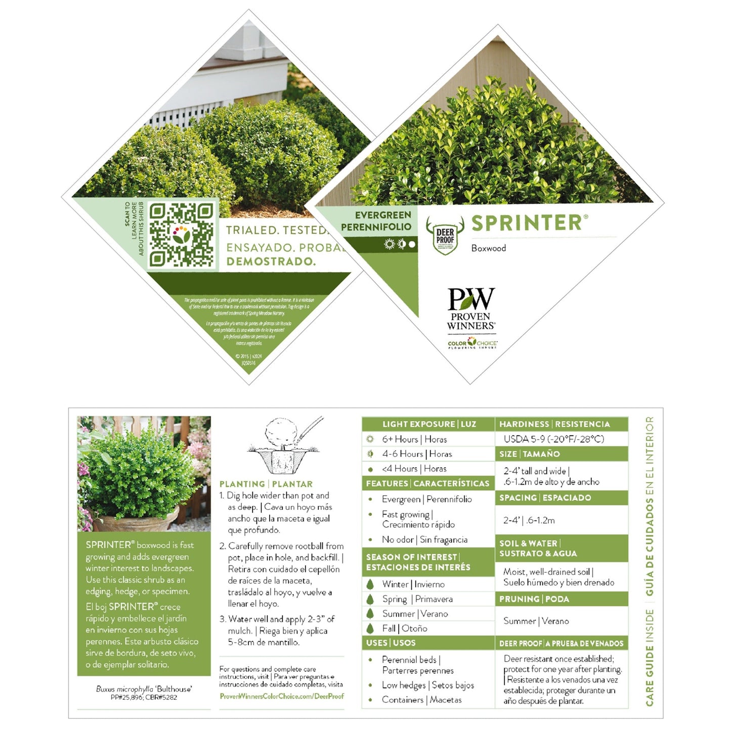 Sprinter® Boxwood (Buxus microphylla)