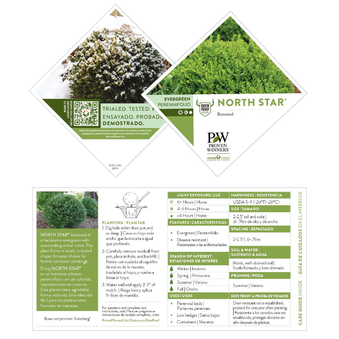 North Star® Boxwood (Buxus sempervirens)