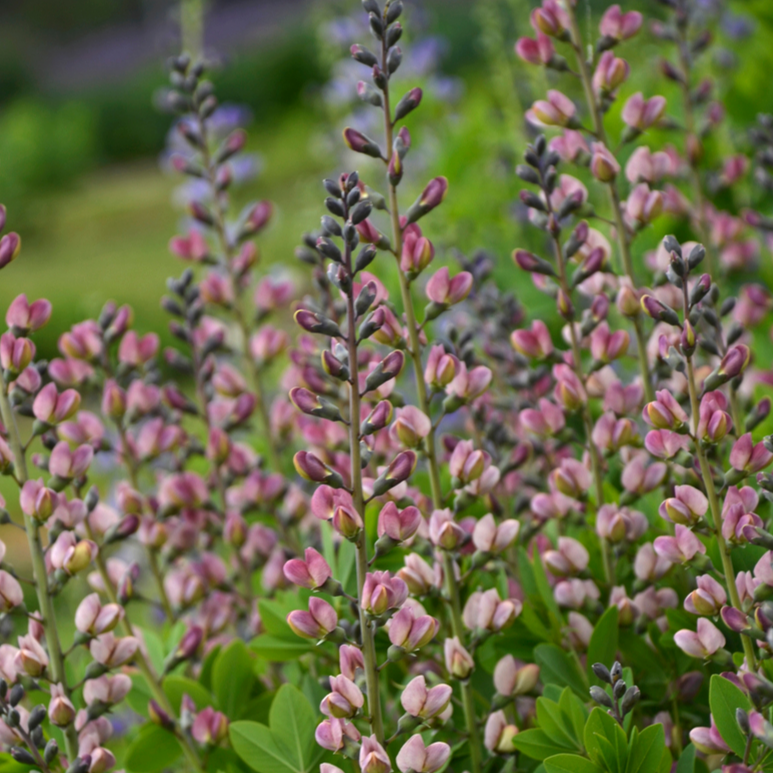 Decadence® Deluxe Pink Truffles False Indigo (Baptisia hybrid)