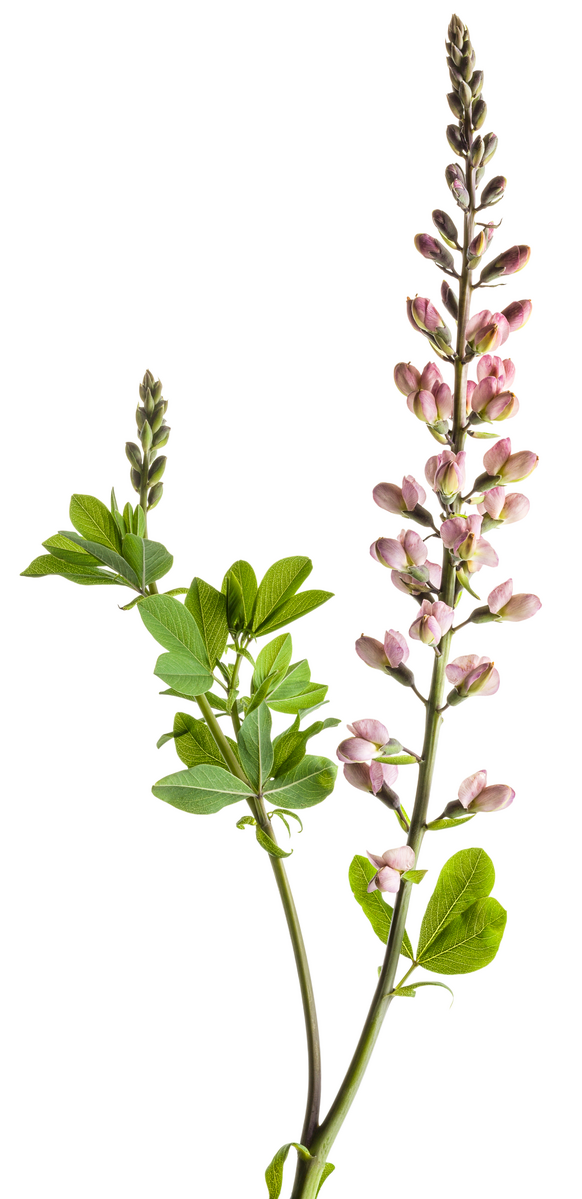Decadence® Deluxe Pink Truffles False Indigo (Baptisia hybrid)
