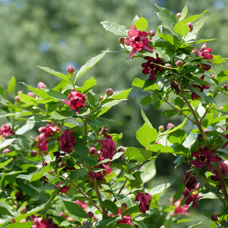 Sweetshrub | 'Aphrodite'