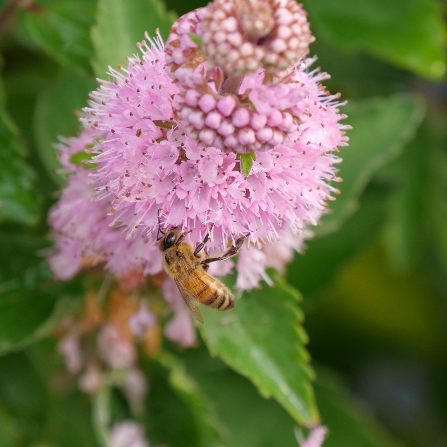 Beyond Pink'd Beyond Pink'd Bluebeard up close.