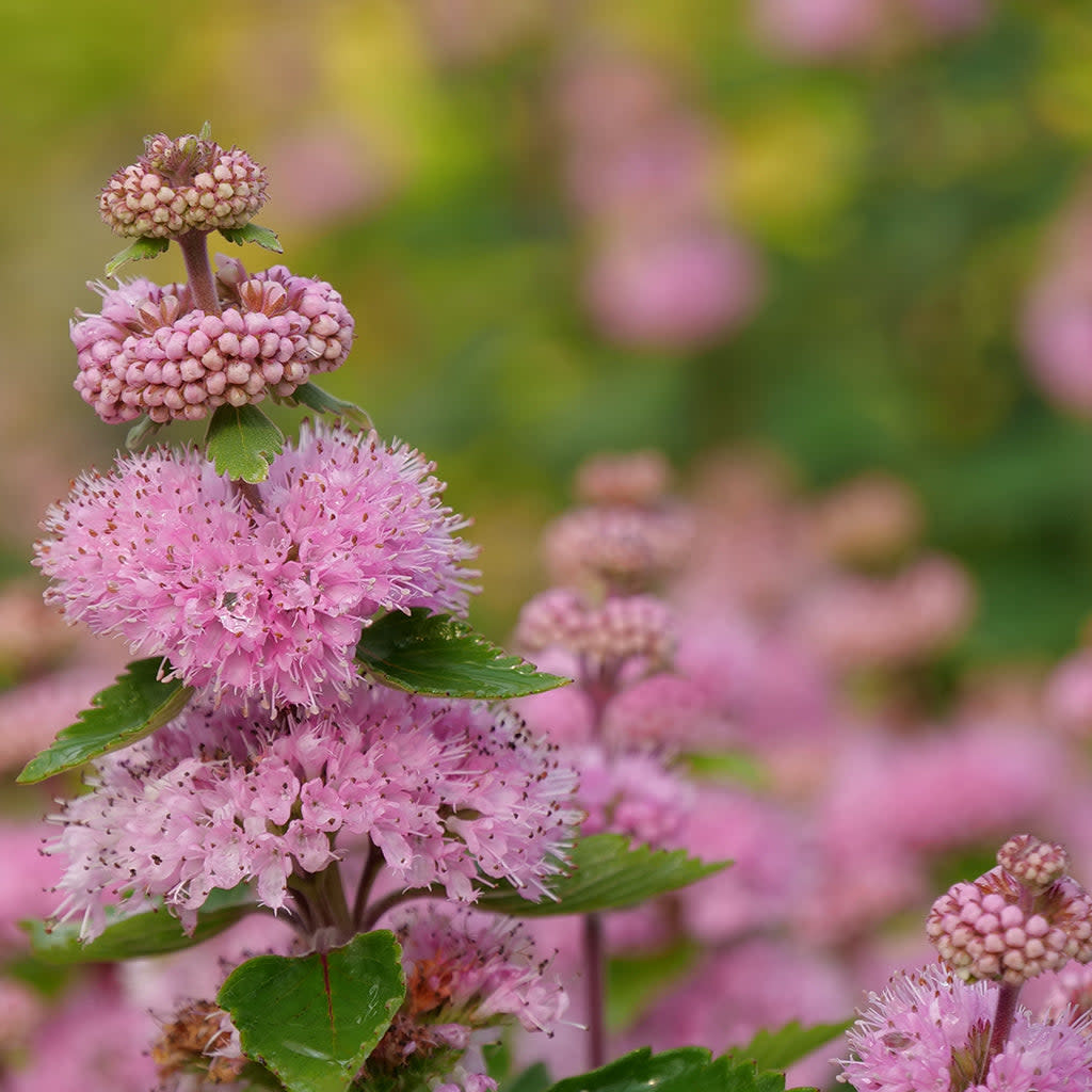 Beyond Pink'd Beyond Pink'd Bluebeard up close.