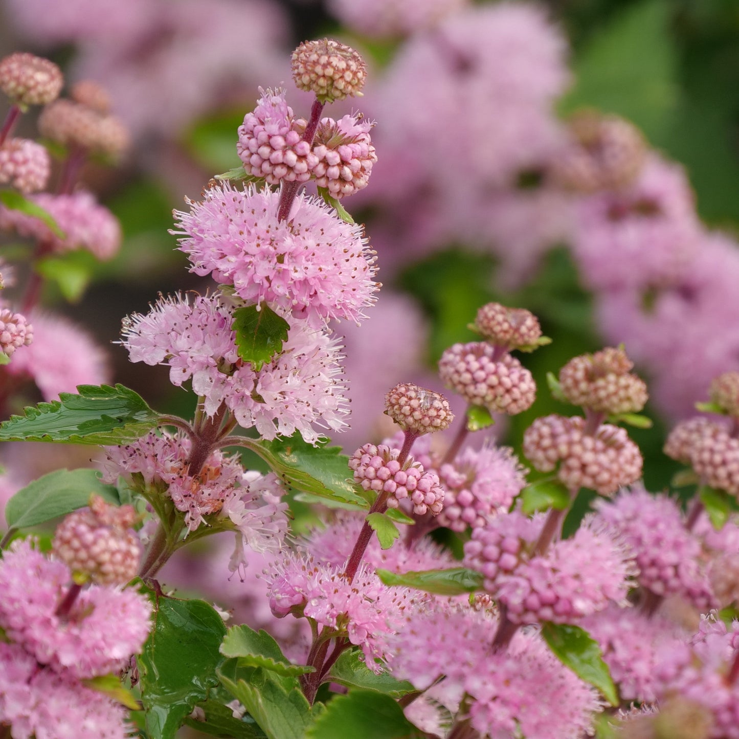 Beyond Pink'd Beyond Pink'd Bluebeard up close.