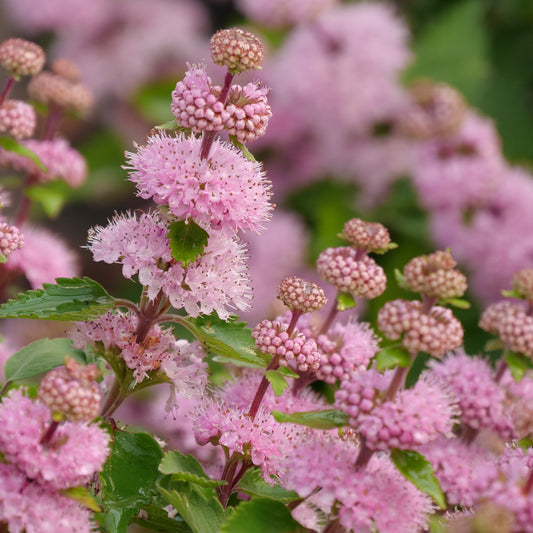 Beyond Pink'd Beyond Pink'd Bluebeard up close.