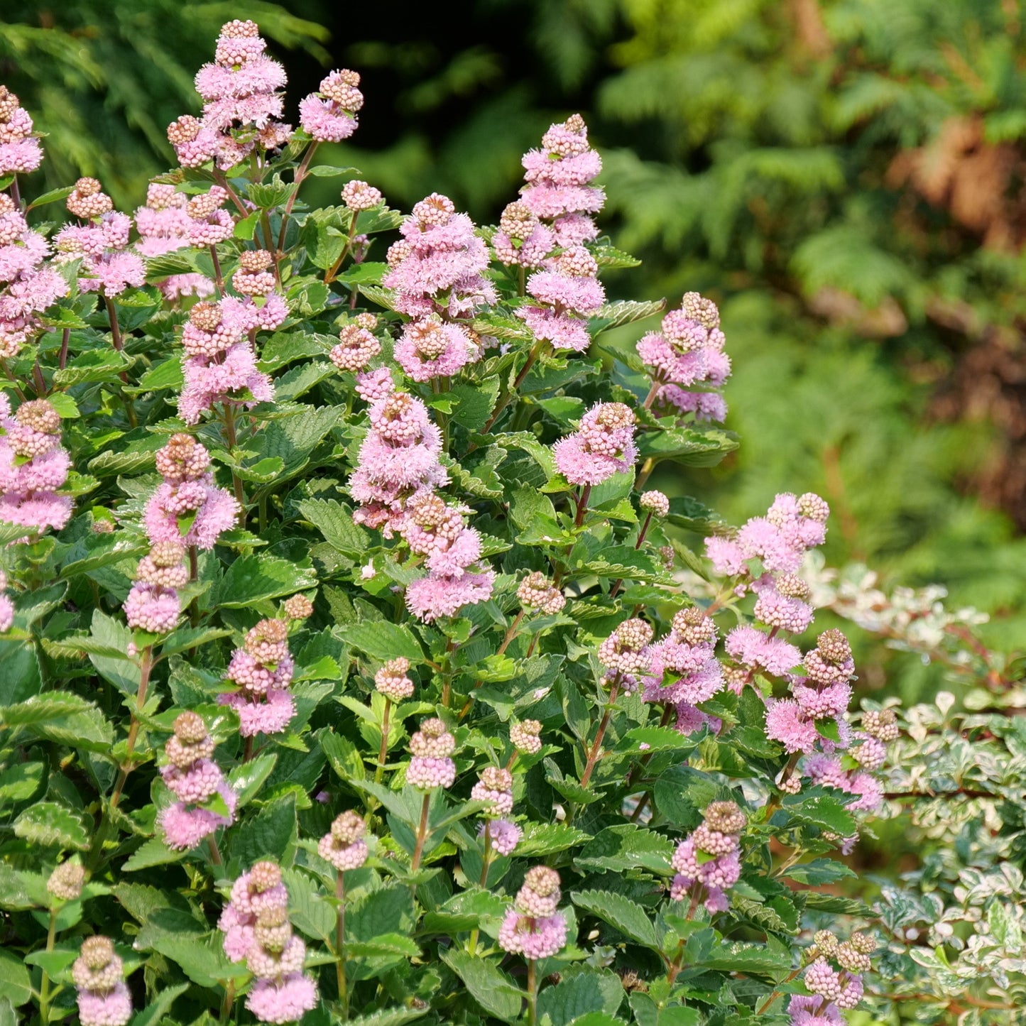 Beyond Pink'd Beyond Pink'd Bluebeard in focus.