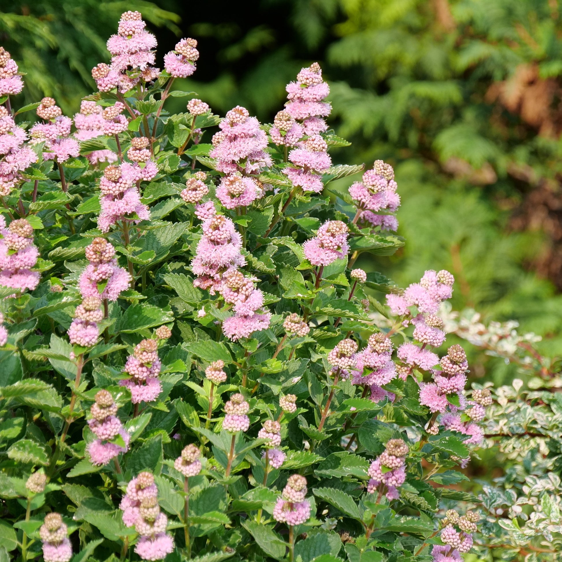 Beyond Pink'd Beyond Pink'd Bluebeard in focus.