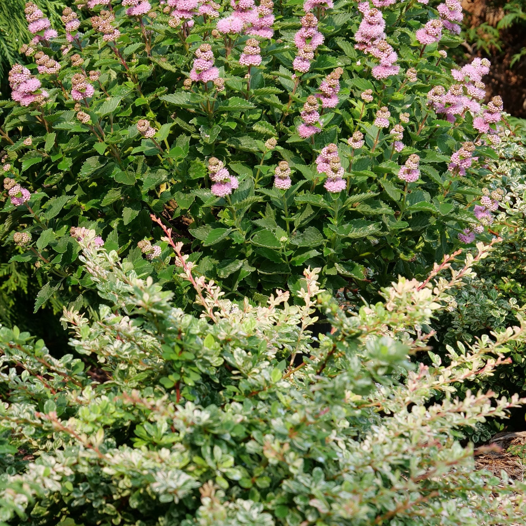 Beyond Pink'd Beyond Pink'd Bluebeard in use.