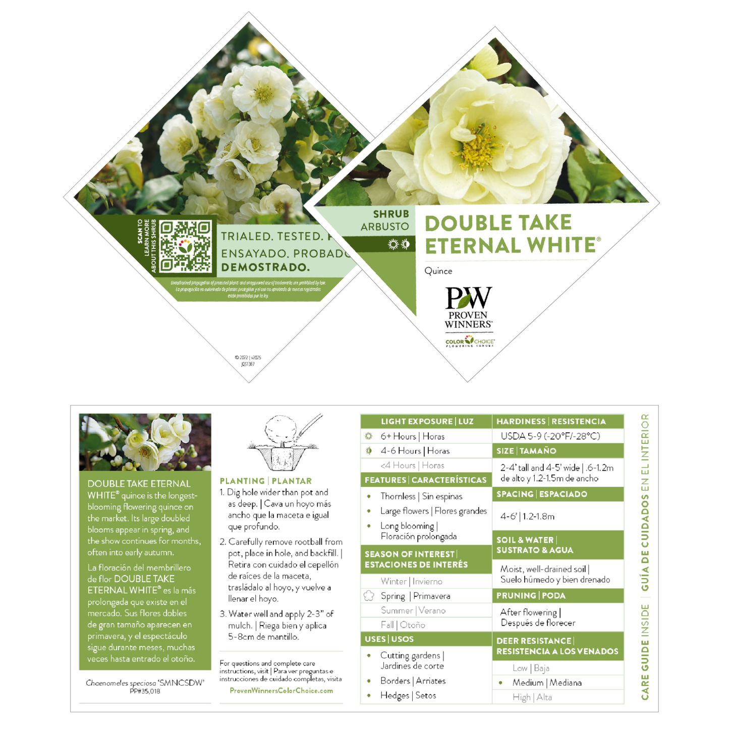 Double Take Eternal White® Quince (Chaenomeles speciosa)