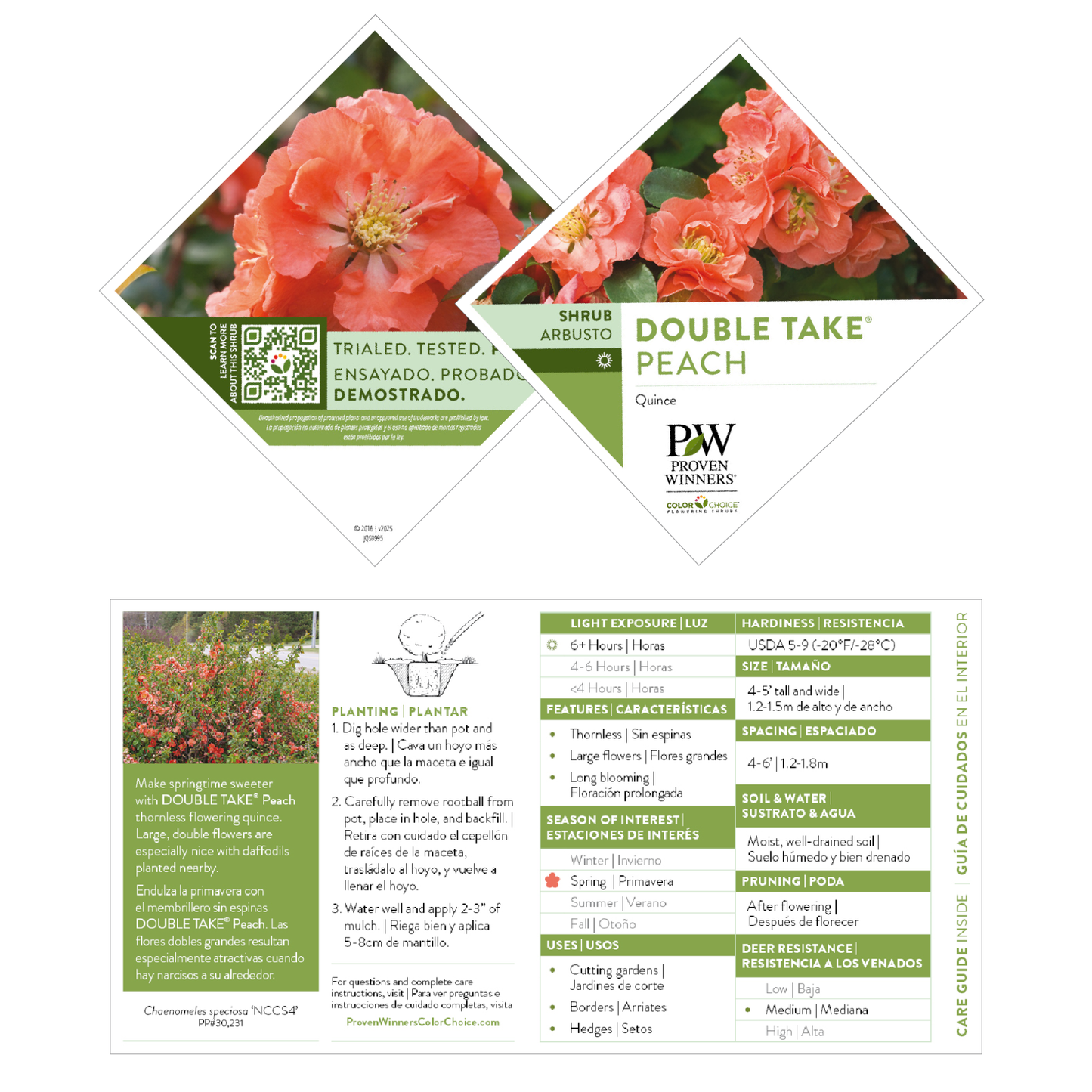 Double Take® Peach Quince (Chaenomeles speciosa)