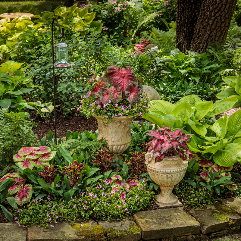 Heart to Heart 'Lemon Blush' Shade Caladium in use.