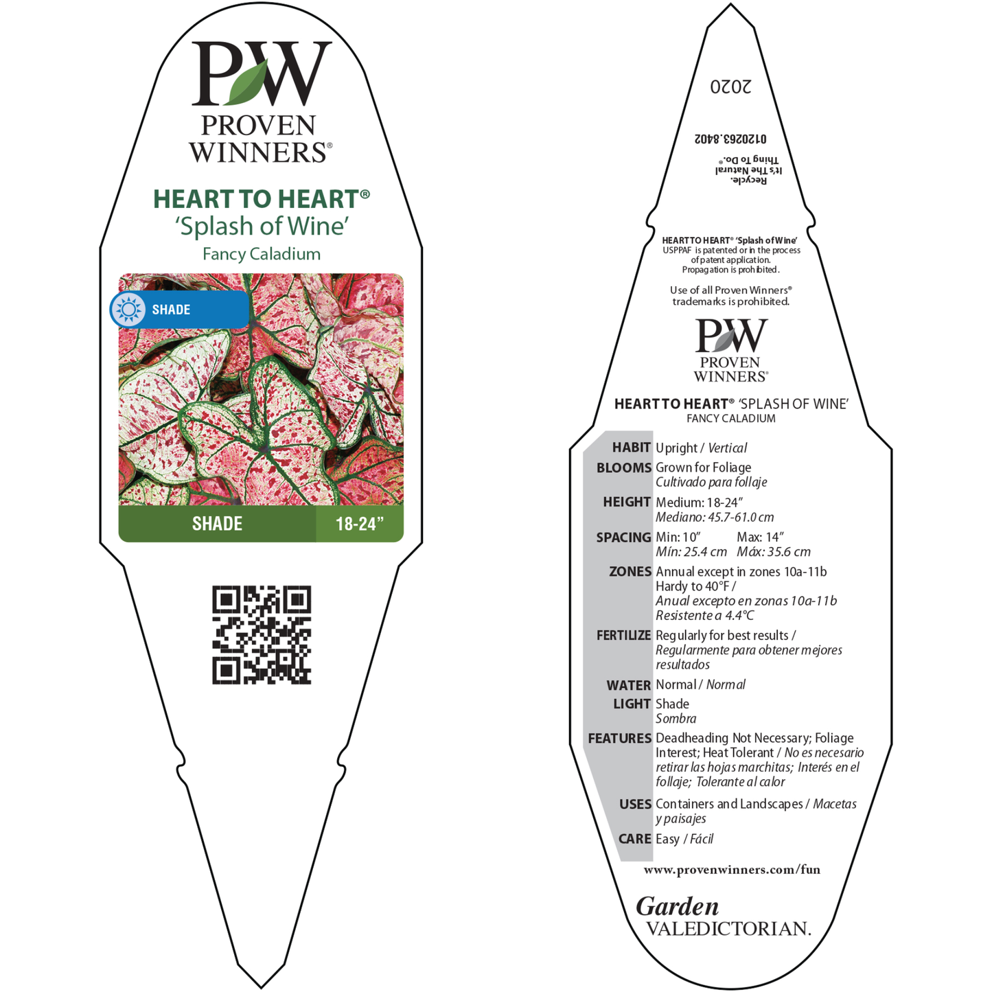 Heart to Heart® 'Splash of Wine' Shade Caladium