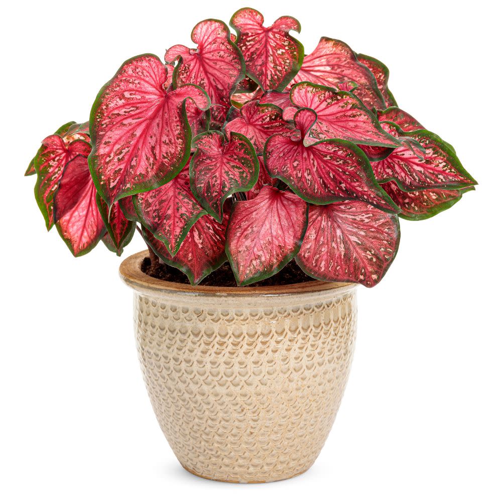 Heart to Heart® 'Scarlet Flame' Sun or Shade Caladium (Caladium hortulanum)