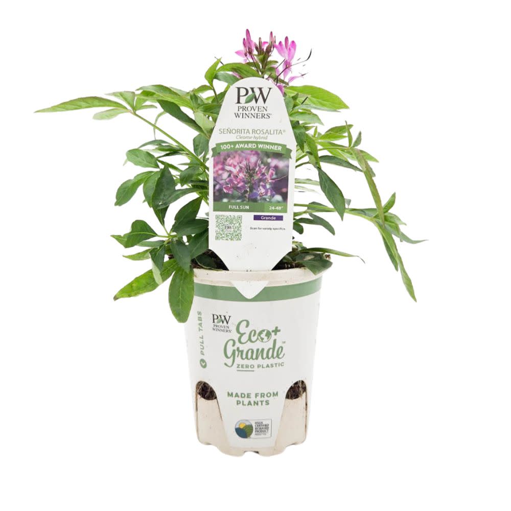 Señorita Rosalita® Spider Flower (Cleome hybrid)