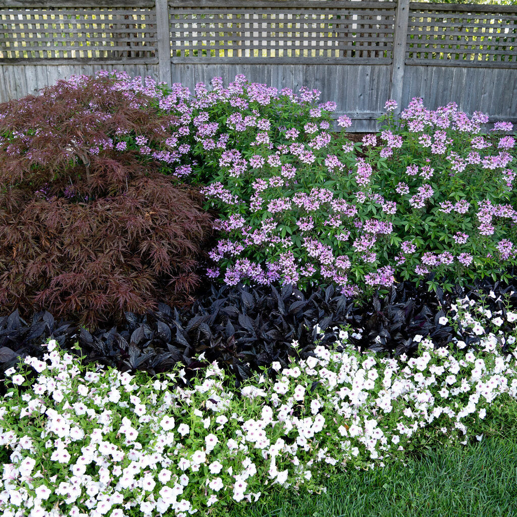 Señorita Rosalita Señorita Rosalita Spider Flower in use.