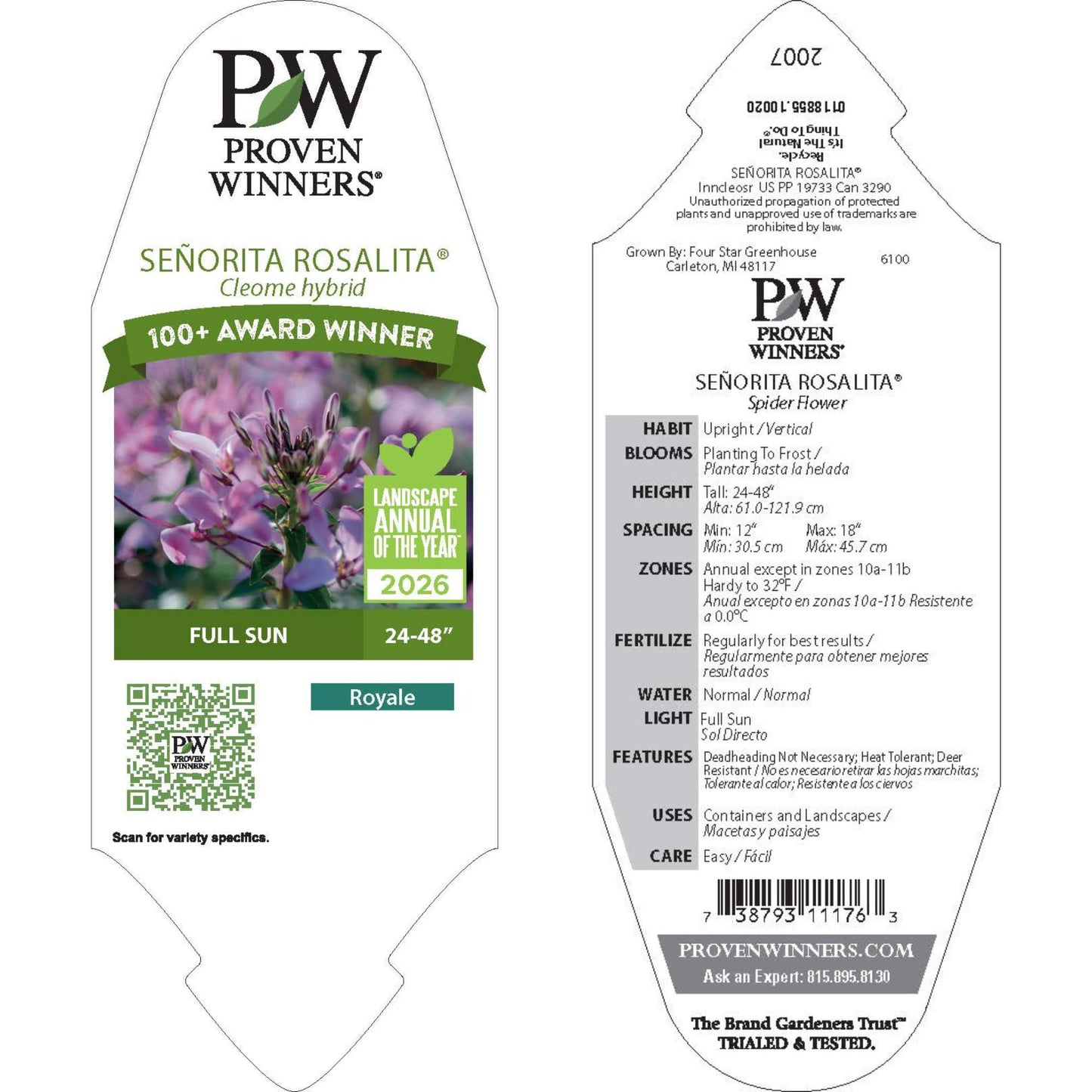 Señorita Rosalita® Spider Flower (Cleome hybrid)