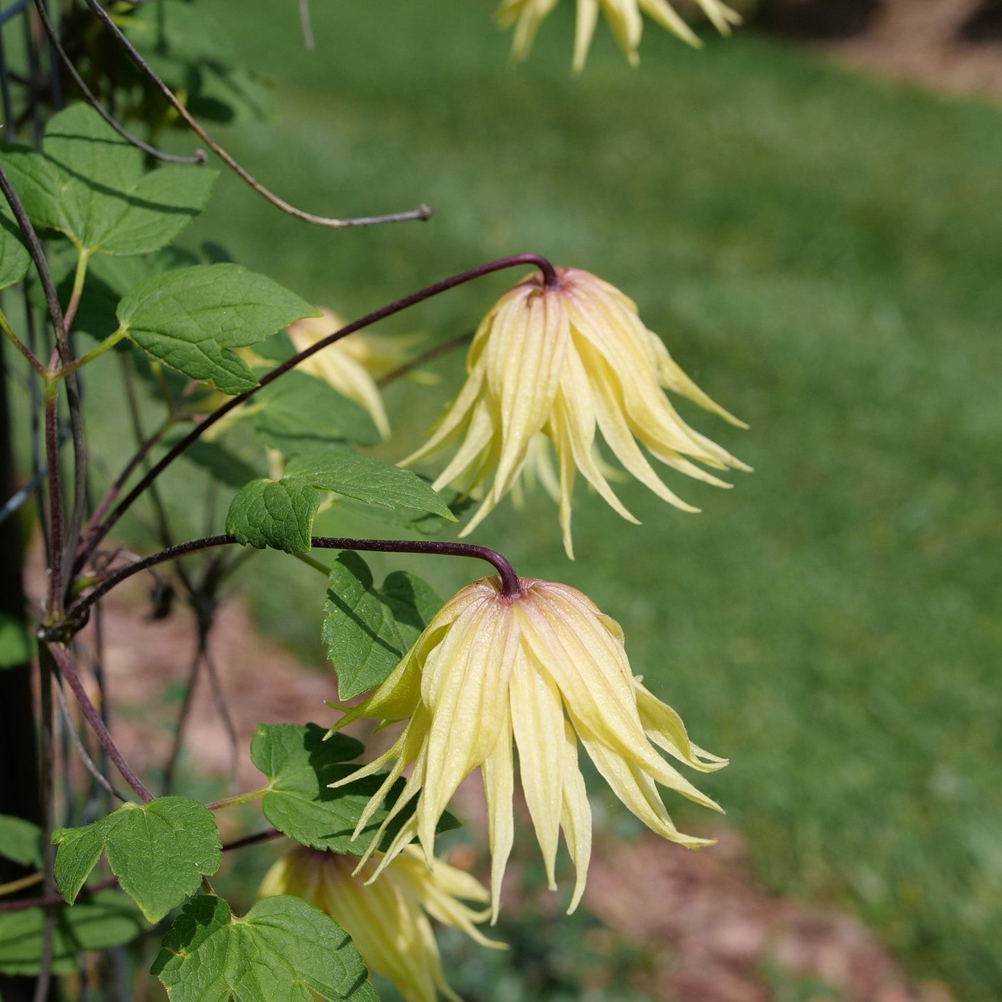 Funyella Clematis up close.