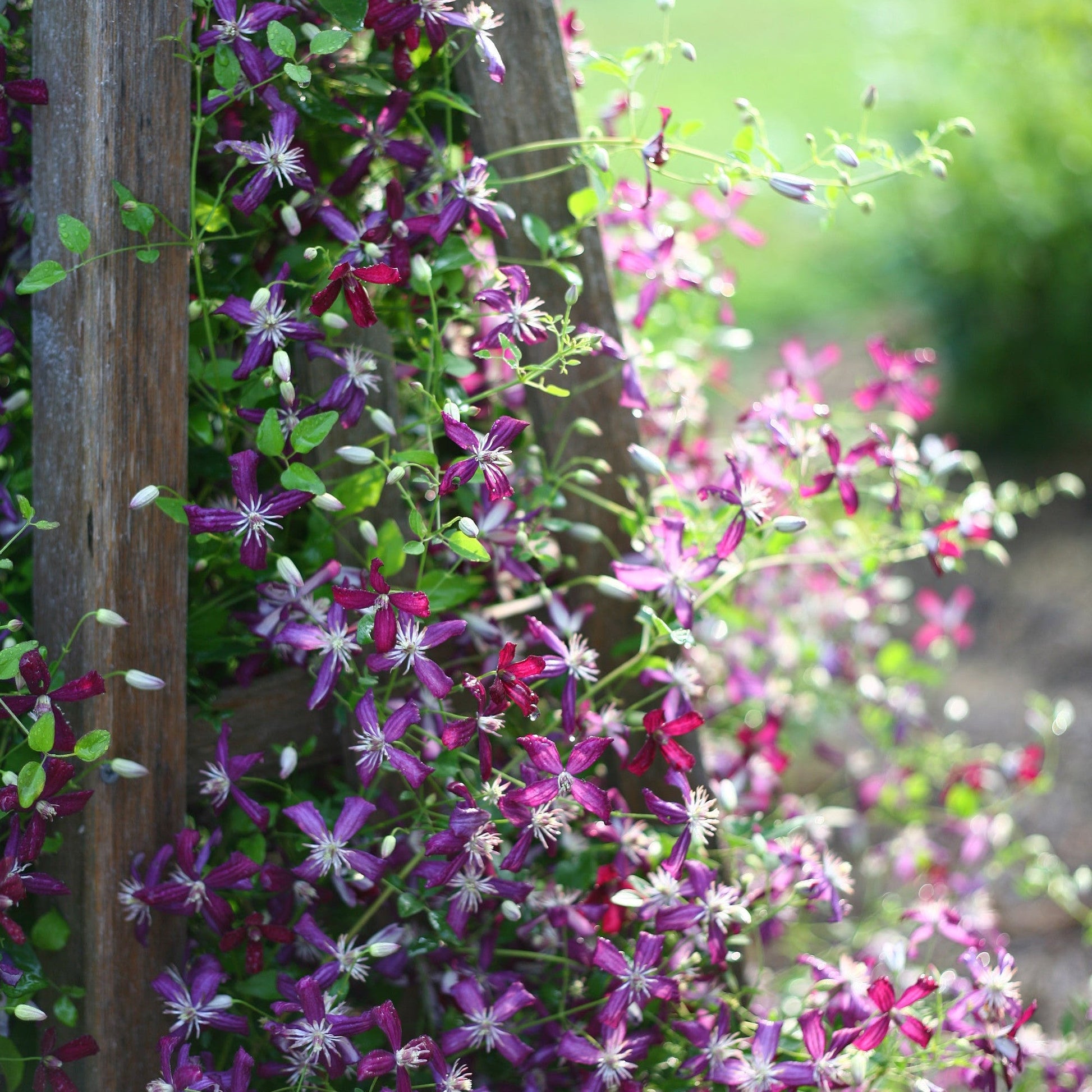 'Sweet Summer Love' Clematis in focus.