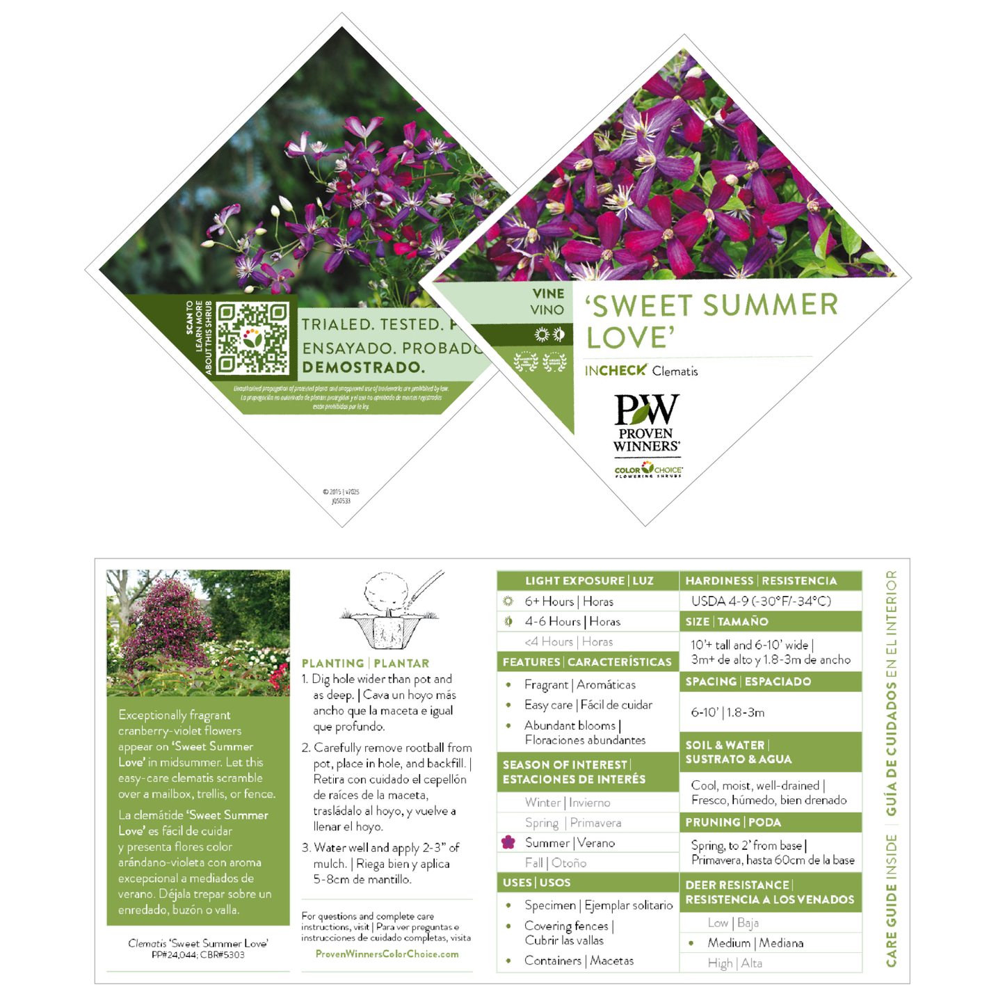 'Sweet Summer Love' Clematis