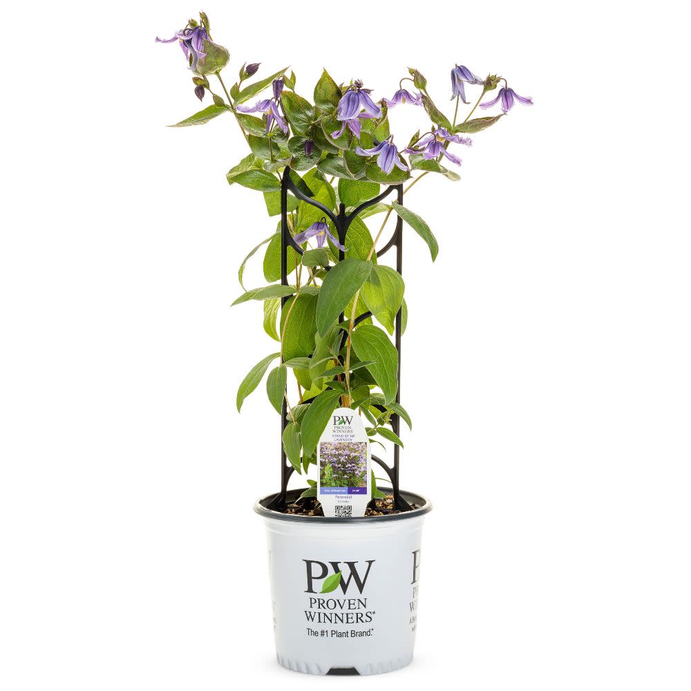 'Stand by Me Lavender' Bush Clematis (Clematis hybrid)
