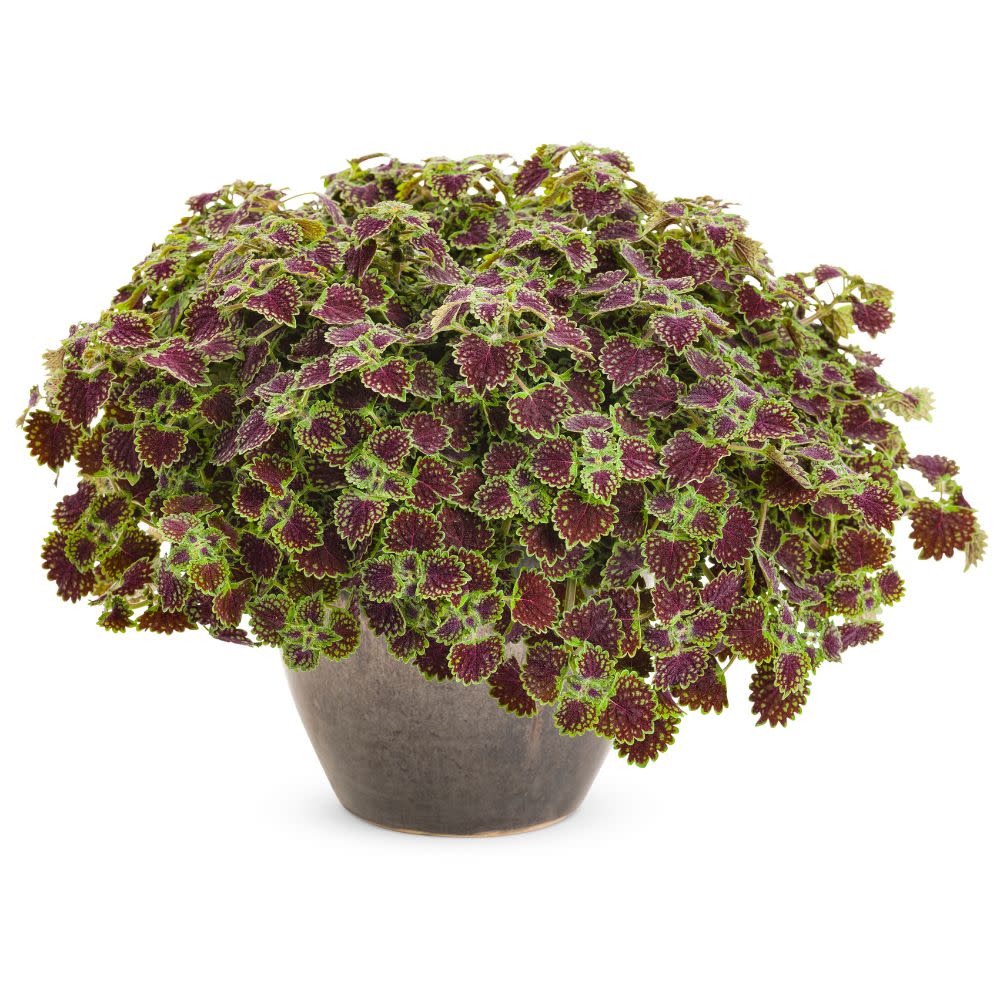 ColorBlaze® Chocolate Drop Coleus (Coleus scutellarioides)