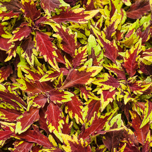ColorBlaze Royale Apple Brandy Coleus up close.