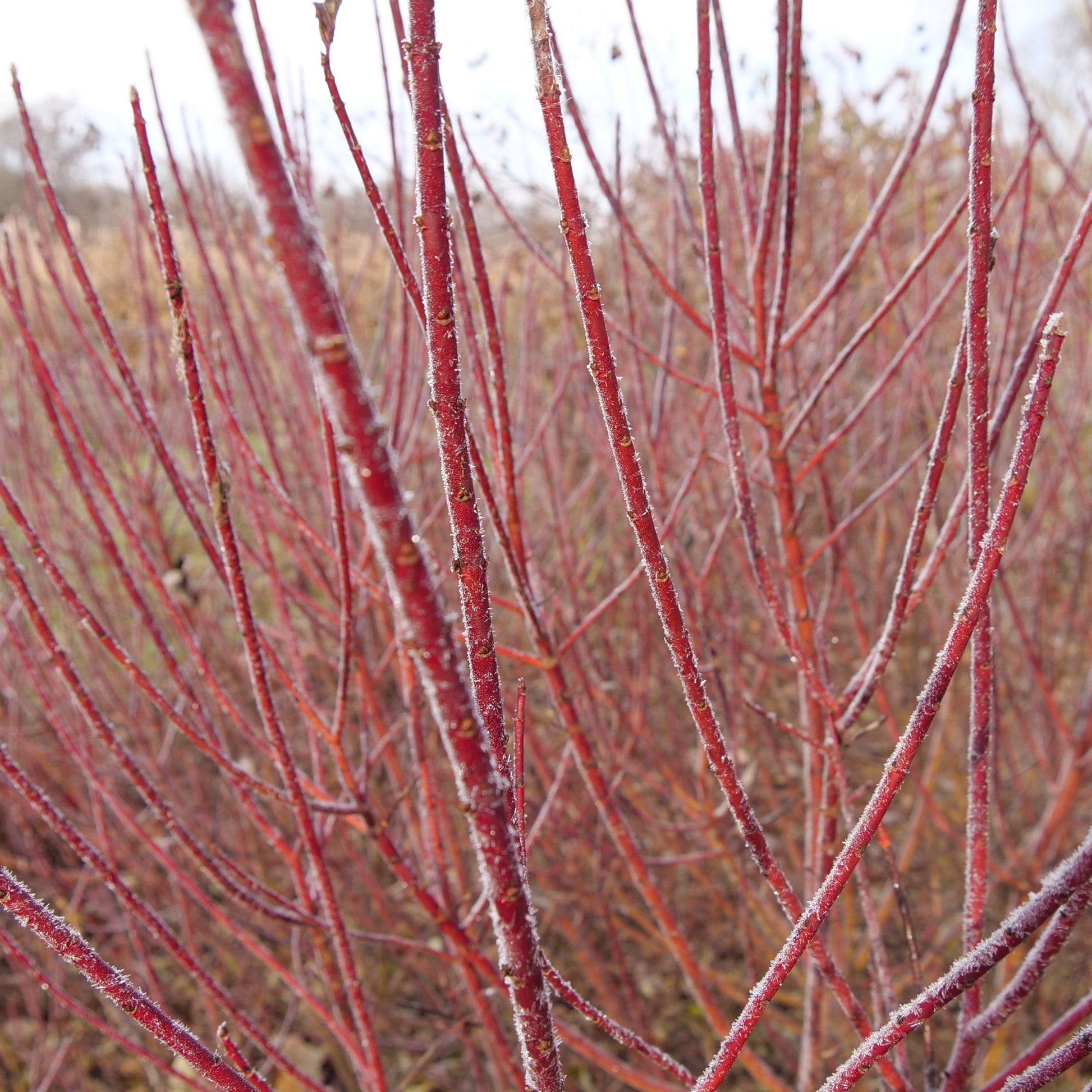 Arctic Fire Red Dogwood up close.