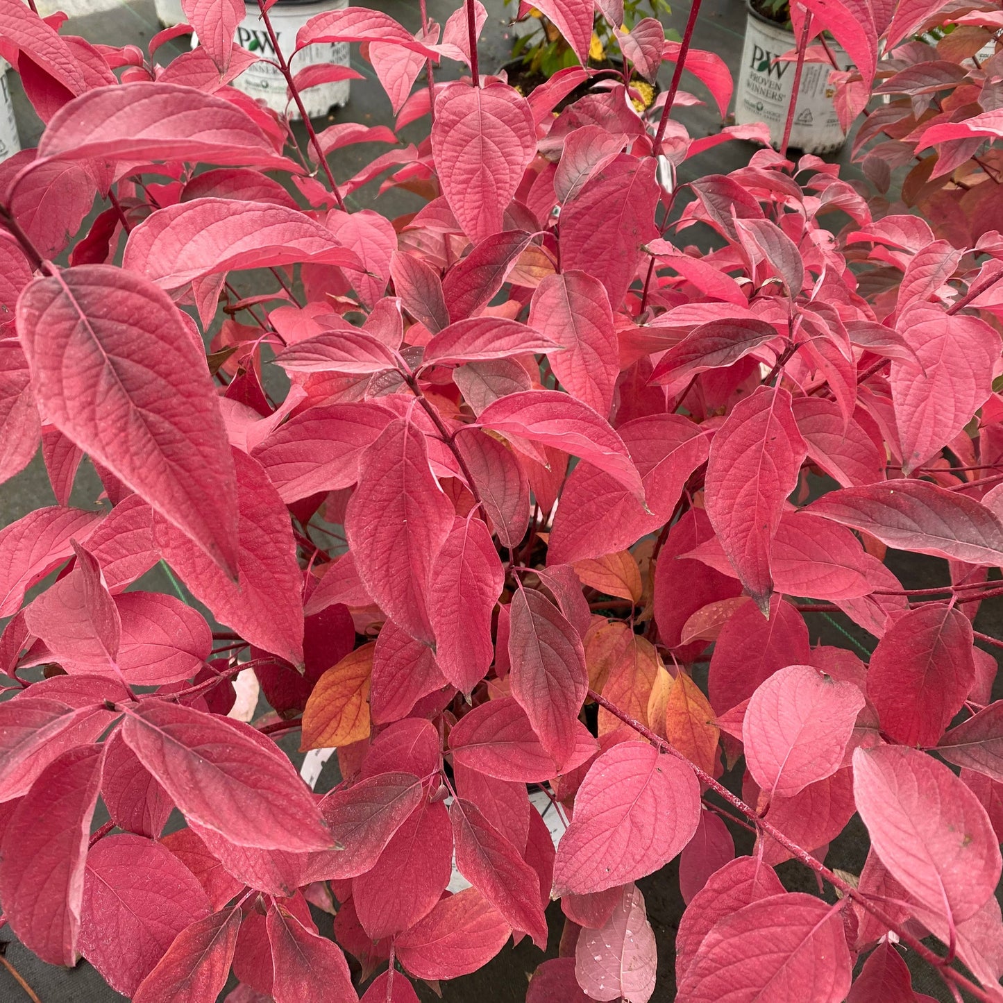 Arctic Fire Red Arctic Fire Red Dogwood up close.
