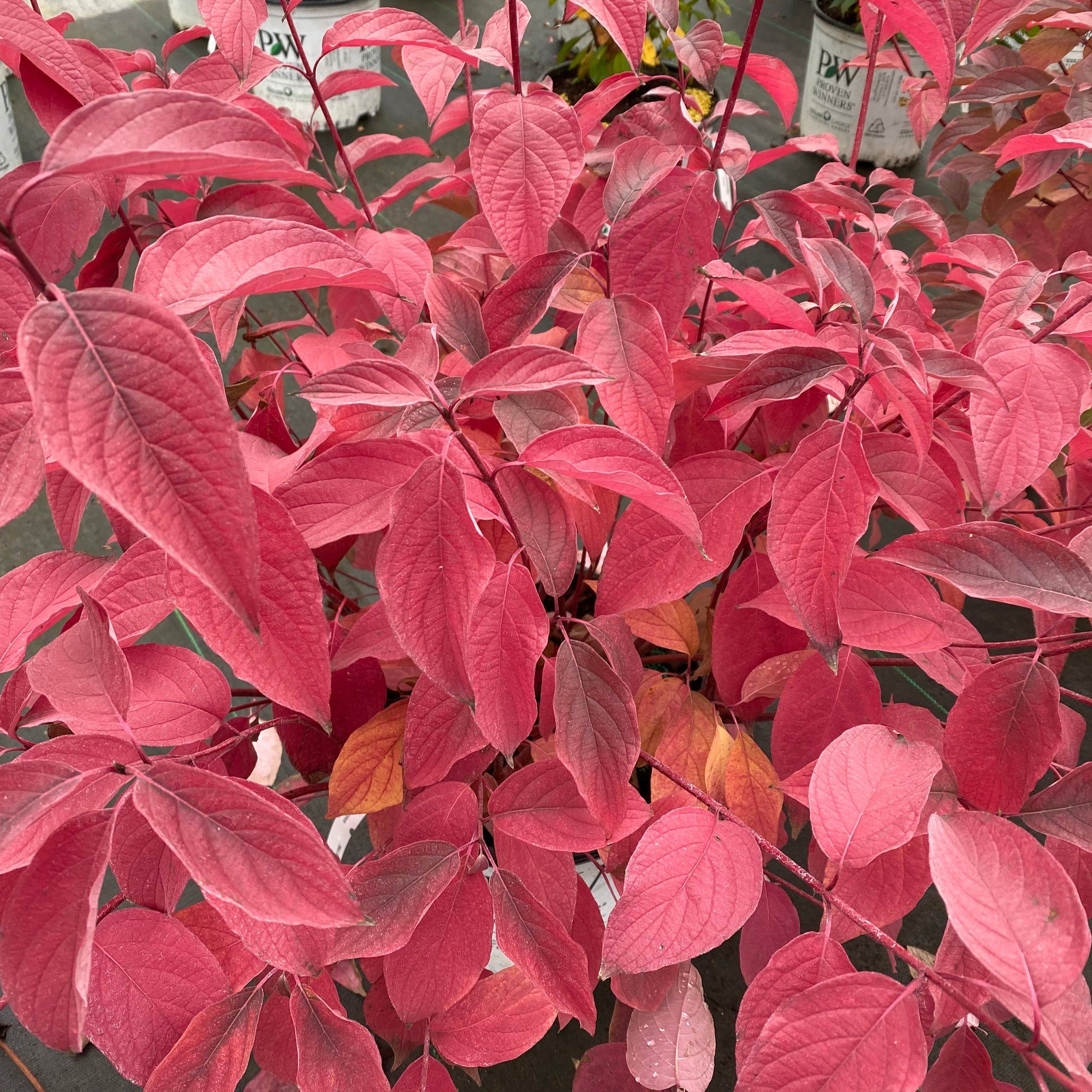 Arctic Fire Red Arctic Fire Red Dogwood up close.