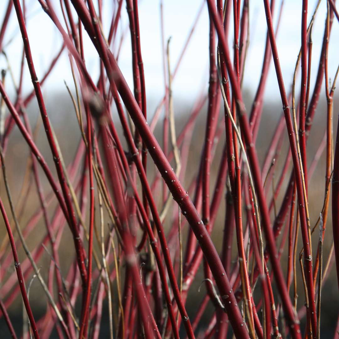 Arctic Fire Red Dogwood up close.