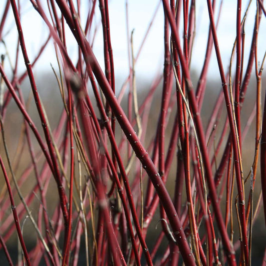 Arctic Fire Red Dogwood up close.