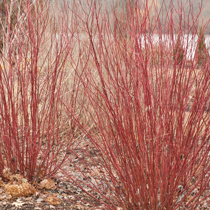 Arctic Fire Red Arctic Fire Red Dogwood in focus.