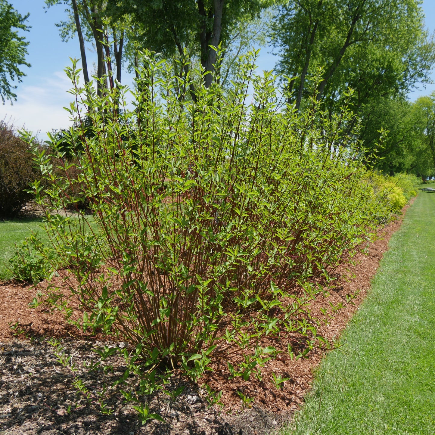 Arctic Fire Red Arctic Fire Red Dogwood in use.