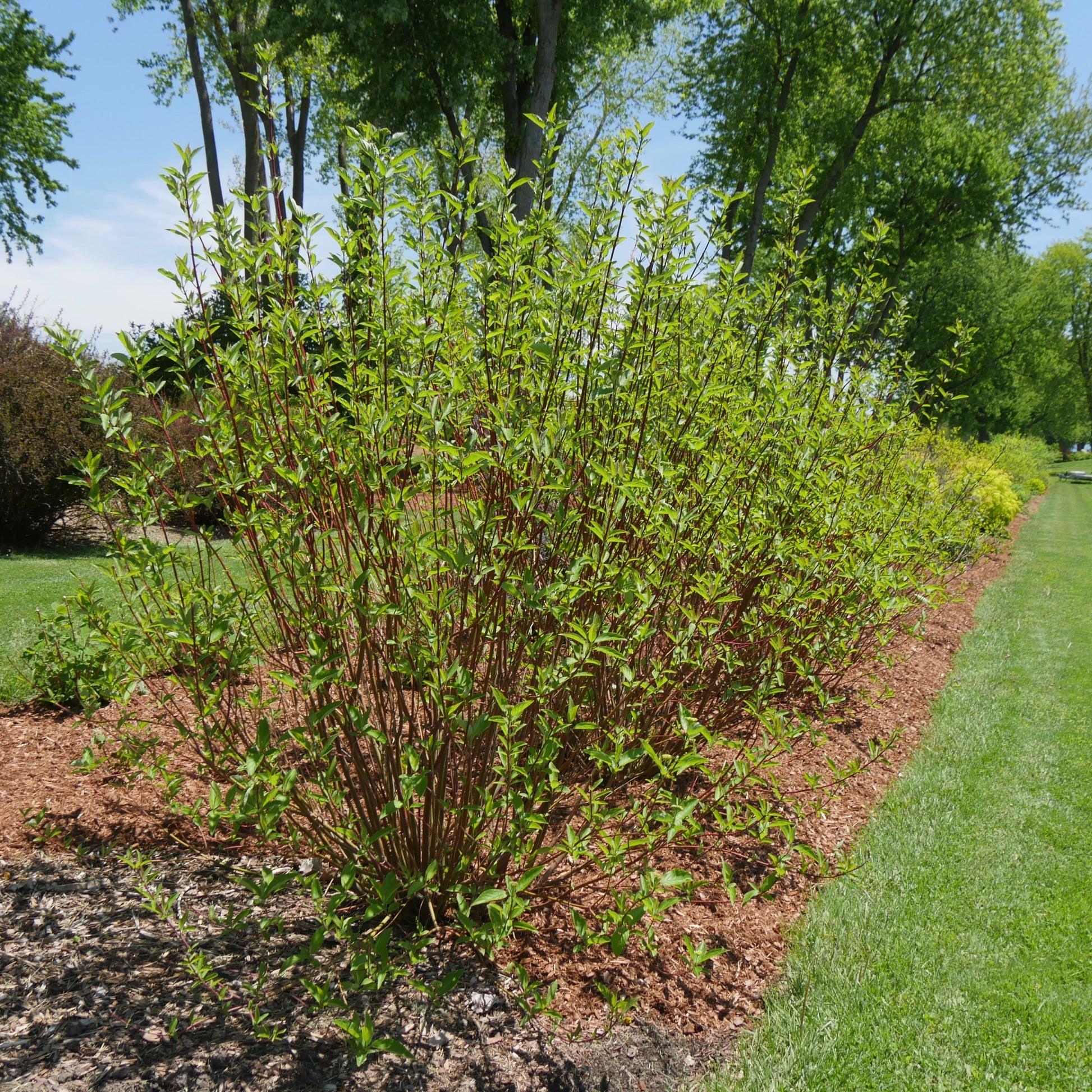 Arctic Fire Red Arctic Fire Red Dogwood in use.